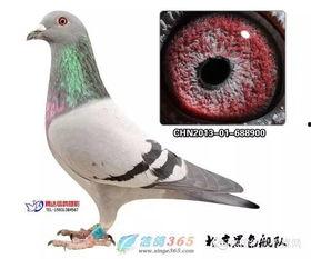 娱乐吃瓜君鸽子,揭秘娱乐圈背后的那些事儿