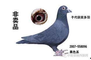 娱乐吃瓜君鸽子,揭秘娱乐圈背后的那些事儿